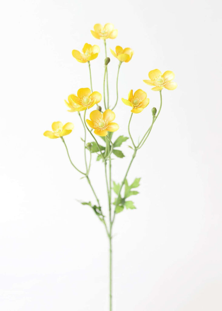Delicate Yellow Buttercup Flower Wallpaper on White Background