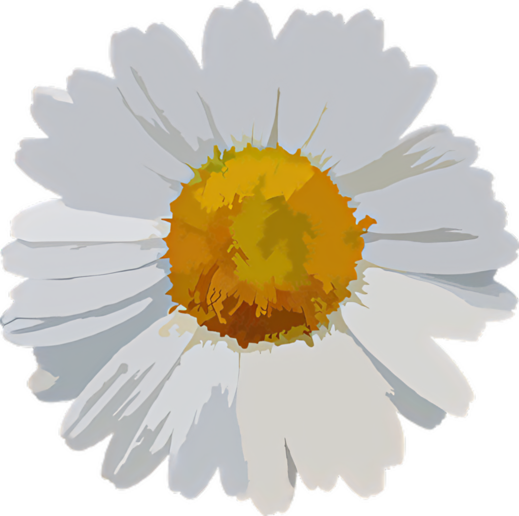 Beautiful White Daisy with Yellow Center - Vector Background Wallpaper
