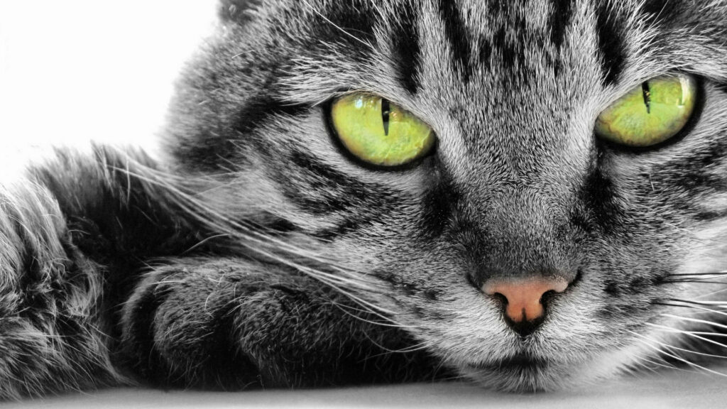 Close-up black-and-white photo of gray tabby cat with striking yellow-green eyes wallpaper background