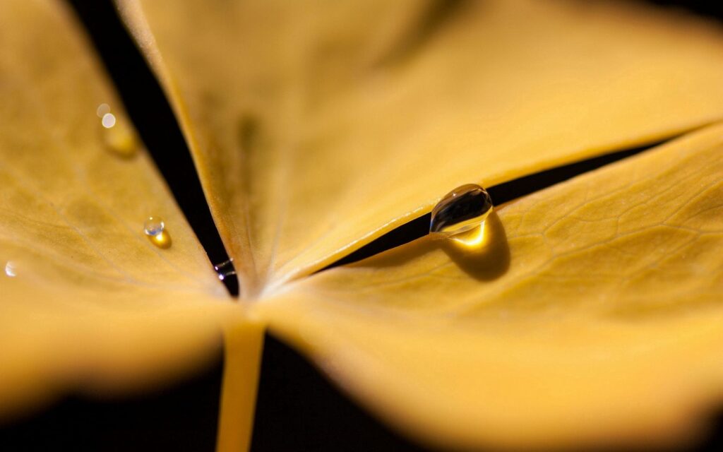 Close-Up Yellow Flower Petal with Water Droplets - Wallpaper Background