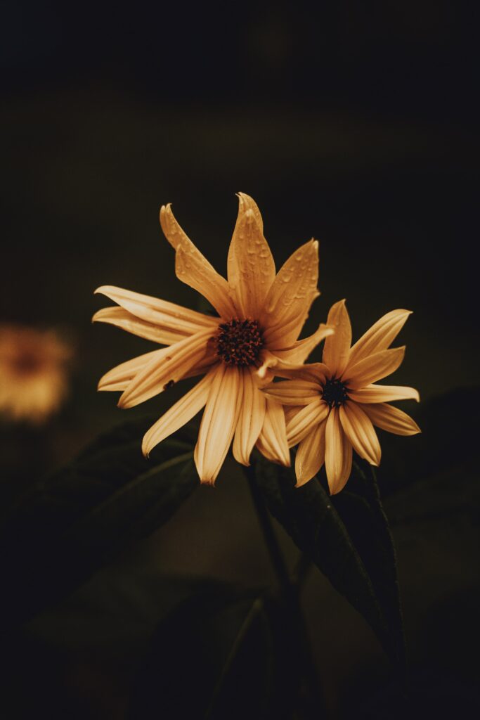 Yellow Flower Close-Up: Dewy Petals on Dark Blurred Background Wallpaper