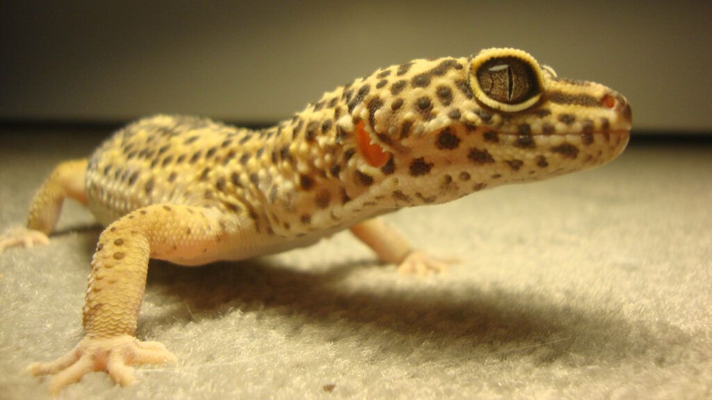 Close-up of yellow gecko with black spots showing textured skin and curious gaze wallpaper background