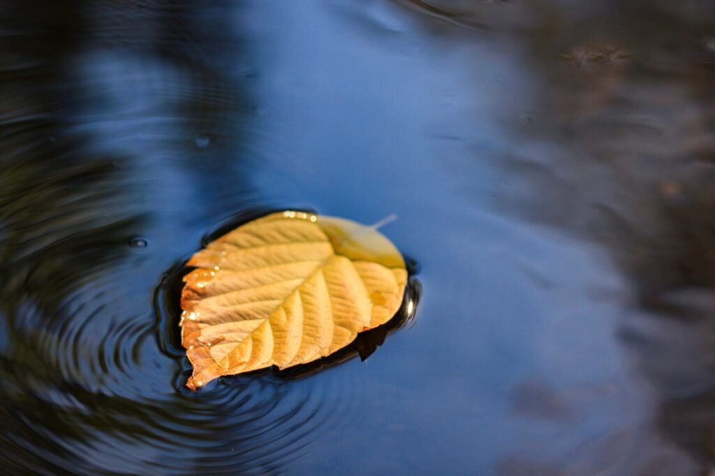 Yellow Leaf on Water: Serene Wallpaper Background with Gentle Ripples