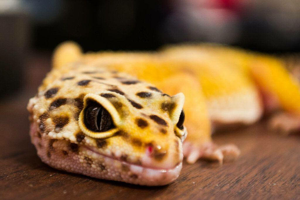 Close-Up of a Vibrant Yellow Leopard Gecko on Wood Background Wallpaper