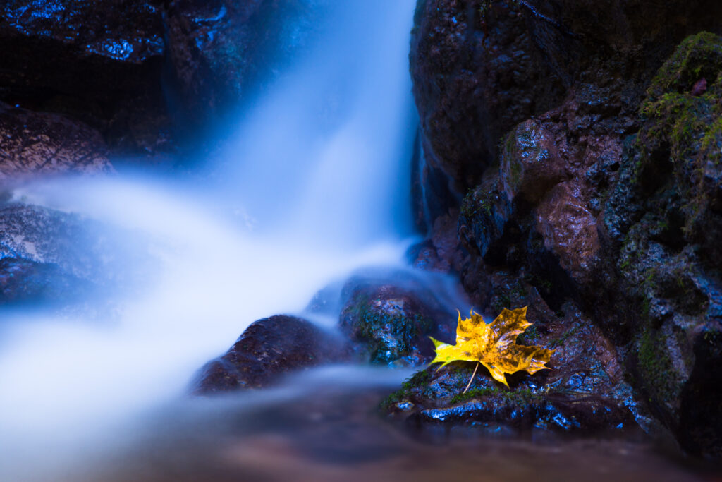 Vibrant yellow maple leaf on smooth stones by flowing stream autumn colors peaceful forest Wallpaper