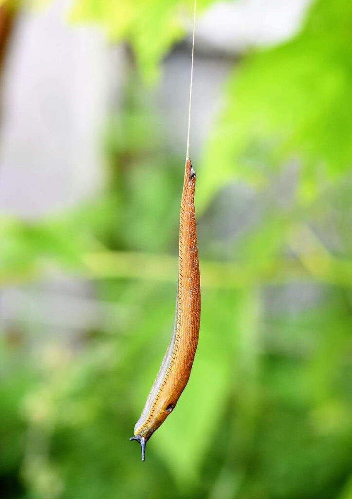 Close-Up of a Yellow Slug on Green Background - Unique Texture Wallpaper