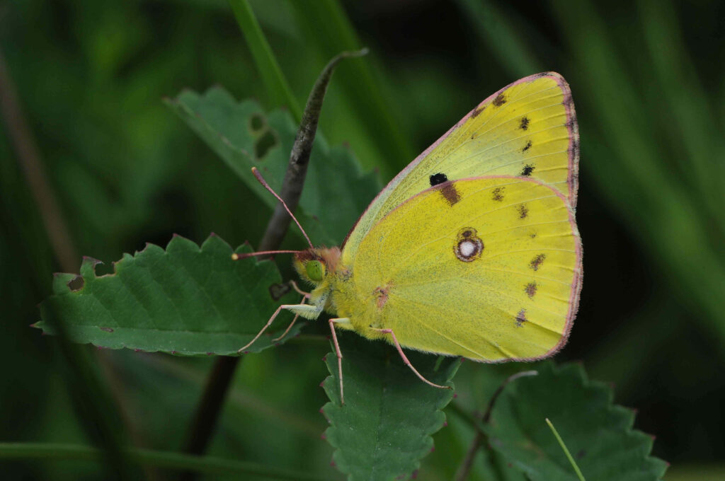 Vivid Yellow Sulphur Butterfly on Lush Green Leaf Wallpaper
