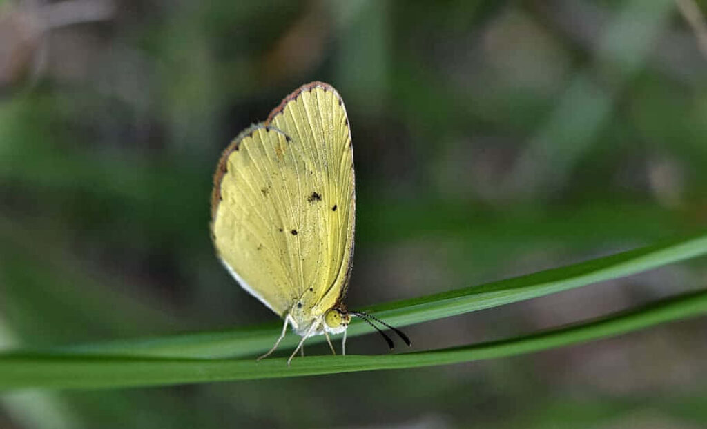 Vibrant Yellow Sulphur Butterfly on Green Leaf - Nature Wallpaper