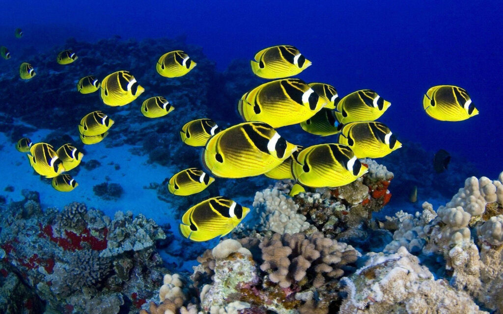 Exquisite Yellow Teardrop Butterflyfishes in HD - A Stunning Coral Reef Adventure Wallpaper