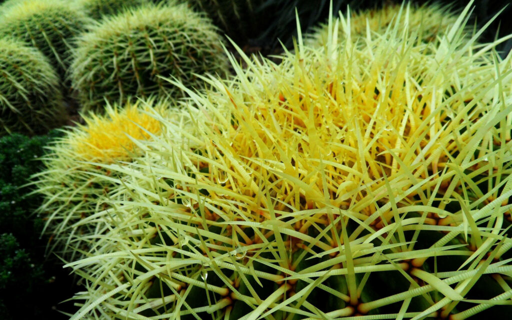 Sunny Spikes: A Vibrant Cactus with Yellow Thorns Wallpaper to Energize Your Space