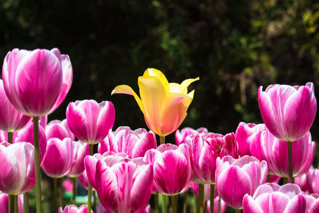 Vivid Yellow Tulip Shines Among Bold Pink Blooms on Dark Background Wallpaper