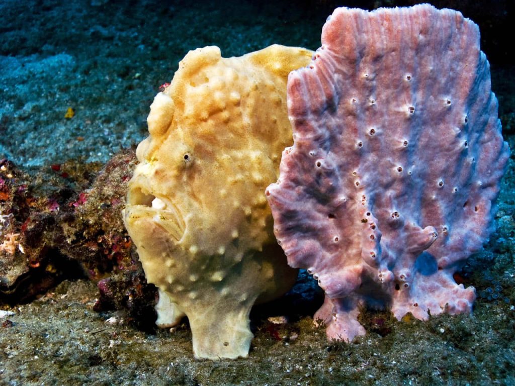 Close-up of yellow warty frogfish camouflaged by pink sea sponge on sandy seabed underwater Wallpaper