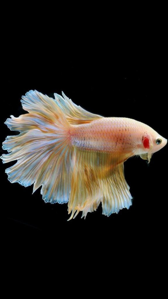 Yellow and white Betta fish with delicate fins swimming gracefully on black background wallpaper