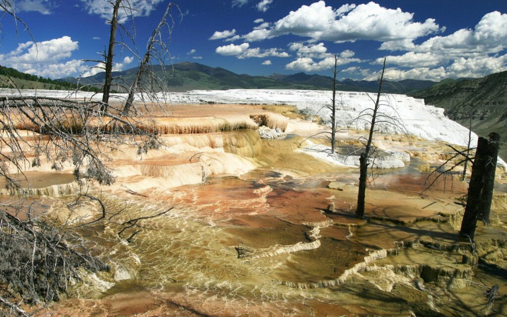 Yellowstone thermal terraces with mineral pools steaming river and weathered trees blue sky Wallpaper
