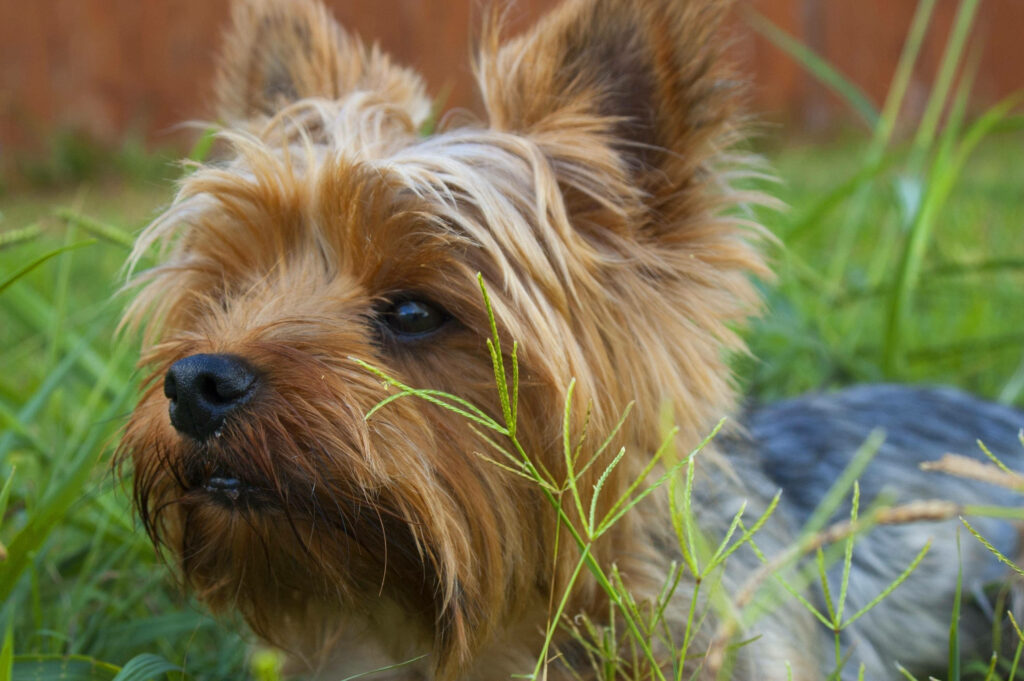 Yorkshire Terrier Close-Up: Silky Fur & Attentive Expression Wallpaper