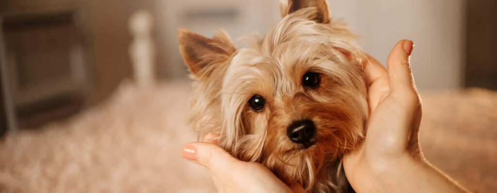 Charming Yorkshire Terrier Close-Up: Cozy Wallpaper Background