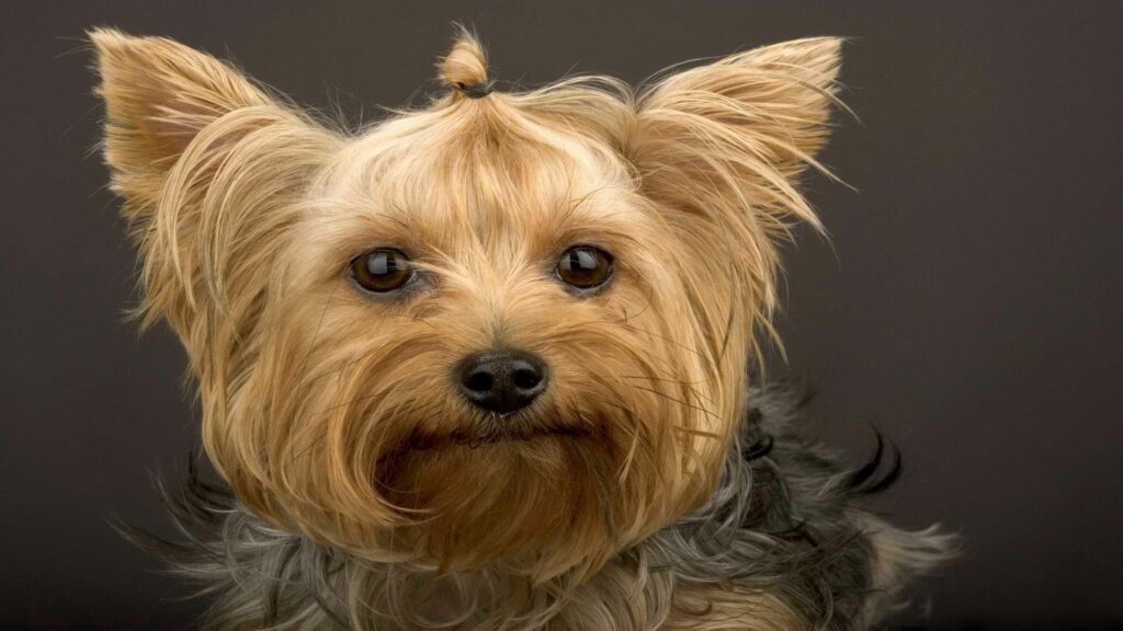 Yorkshire Terrier Close-Up Wallpaper: Silky Fur & Adorable Expression
