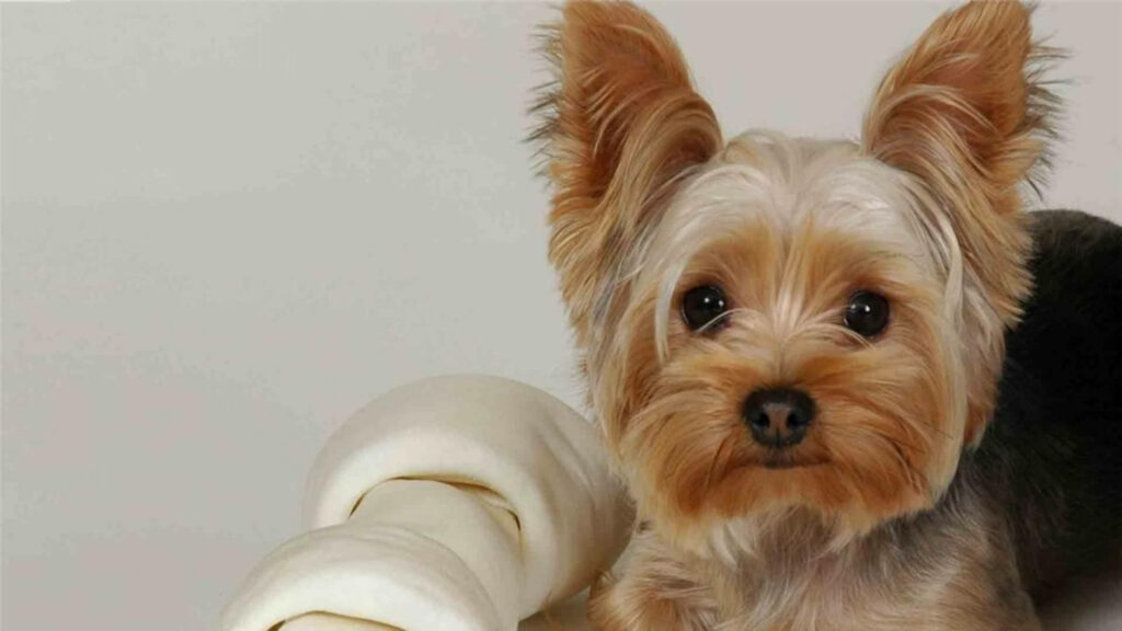 Yorkshire Terrier Close-Up Wallpaper with Chewable Bone Background