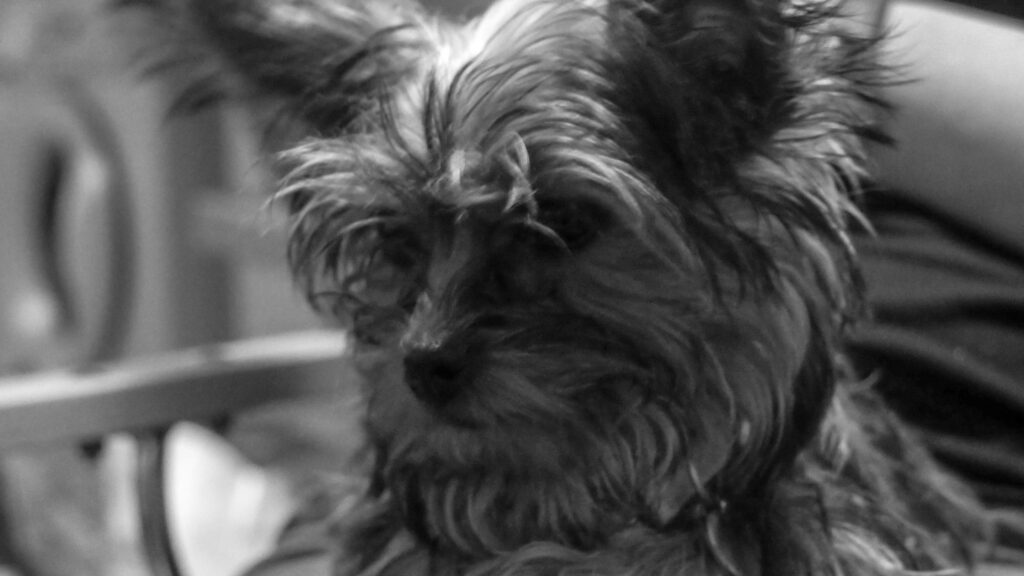 Monochrome Yorkshire Terrier Wallpaper: Textured Fur & Expressive Face