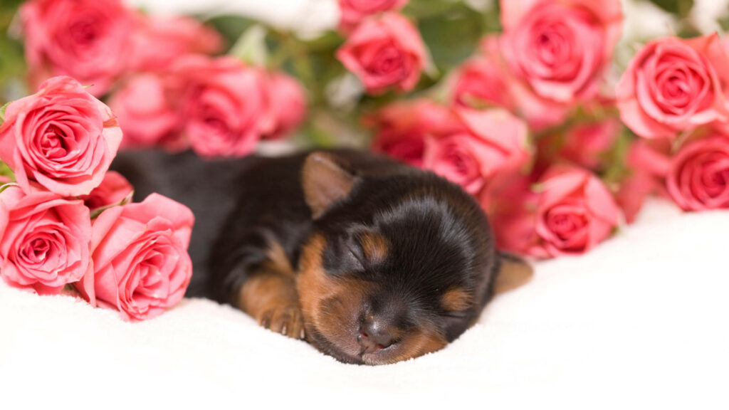 Serene Yorkshire Terrier Puppy Amidst Pink Roses - Wallpaper Background