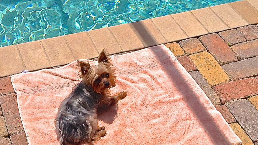 Yorkshire Terrier by Sparkling Pool: Cute Sunny Day Wallpaper