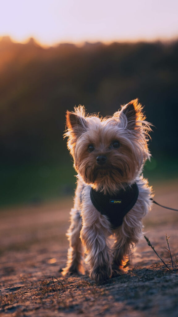 Yorkshire Terrier Sunset Wallpaper: Serene Outdoor Glow