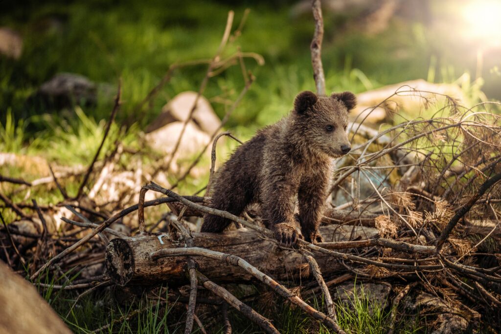 Young Bear Cub Explores Sunlit Landscape | High-Res Nature Wallpaper