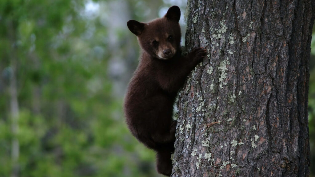 Young Black Bear Cub Climbs Tree in Serene Forest Wonderland Wallpaper