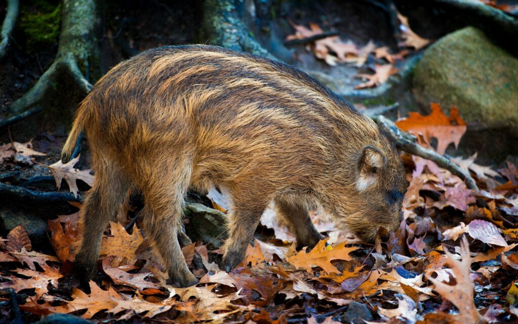 Curious Young Boar Explores Autumn Forest Among Fallen Leaves Wallpaper