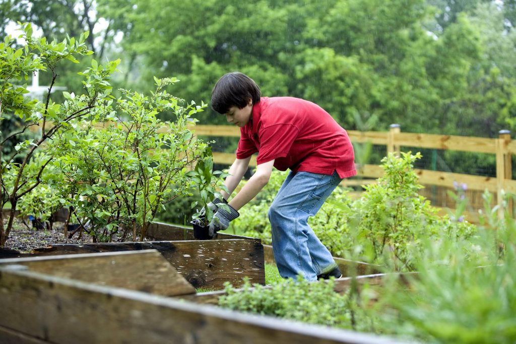 Young boy planting seedling in rustic wooden garden bed outdoors during gentle rain wallpaper background