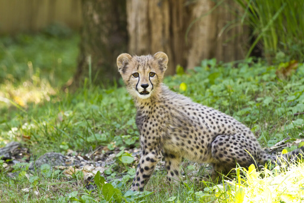 Young Cheetah Cub in Lush Greenery - Wildlife Elegance Wallpaper
