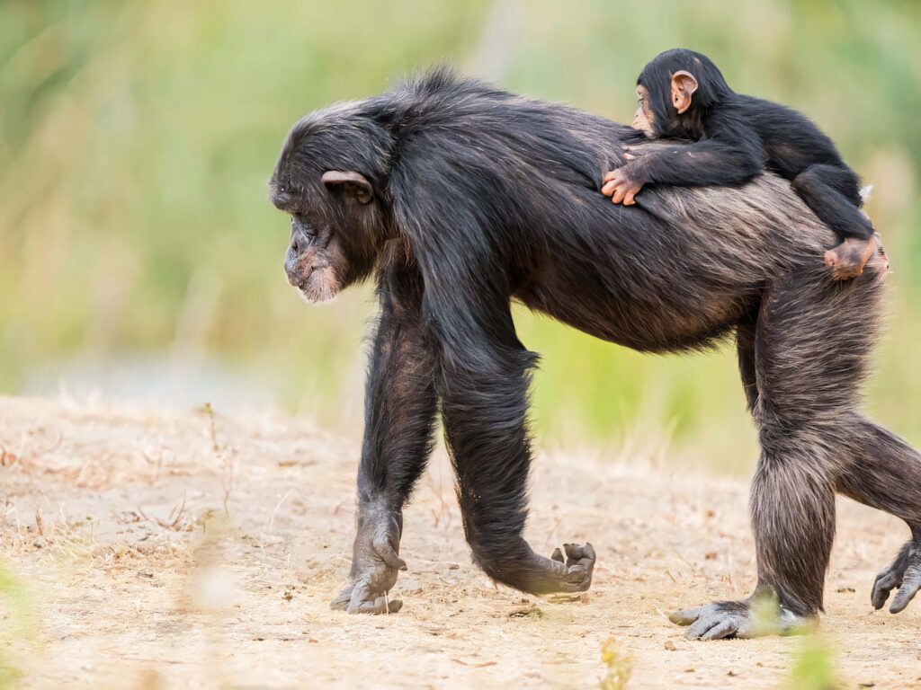 Young chimpanzee clinging to mother on sunlit earthy terrain with green foliage background Wallpaper