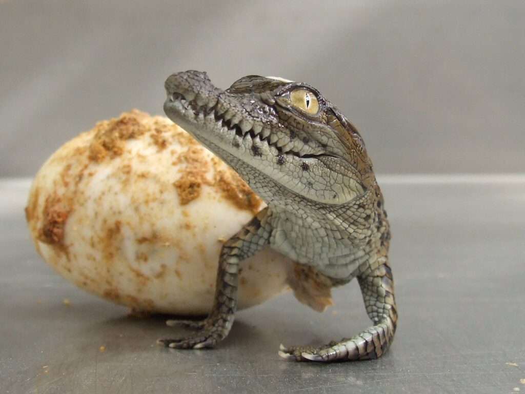 Young Crocodile Hatching: Captivating Birth Scene Wallpaper
