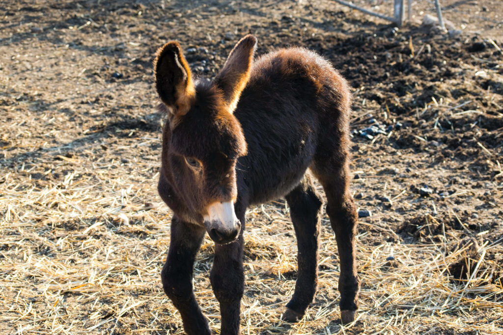 Young dark brown donkey stands on sunlit dry straw in rustic rural nature background wallpaper
