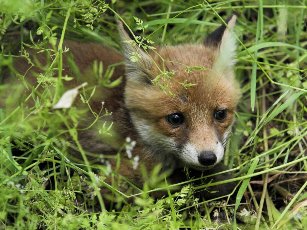 Curious Young Fox in Lush Green Grass - 1600x1200 Wallpaper