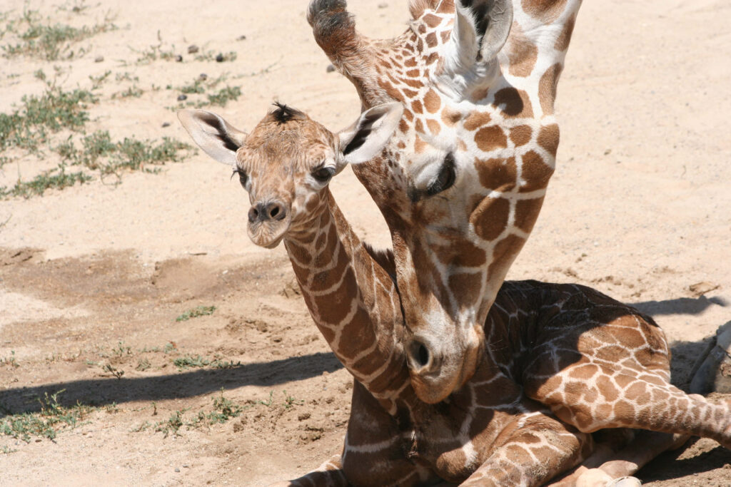 Young Giraffe and Mother Bonding in Sunlit Background Wallpaper