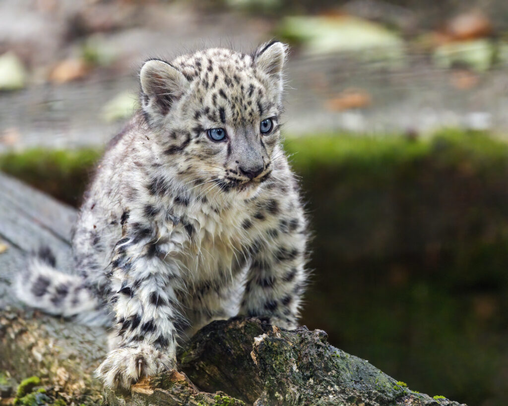 Young Leopard Cub on Mossy Log: Wild Curiosity in Nature Wallpaper