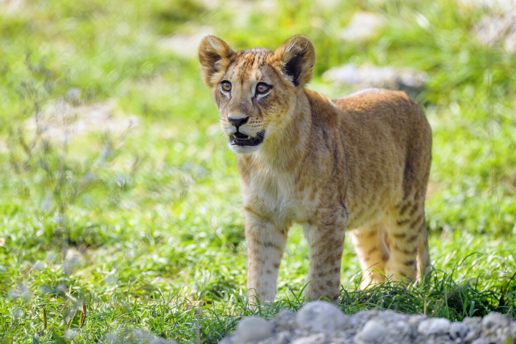 Young Lion Cub in Lush Greenery - Nature's Future Predator Wallpaper