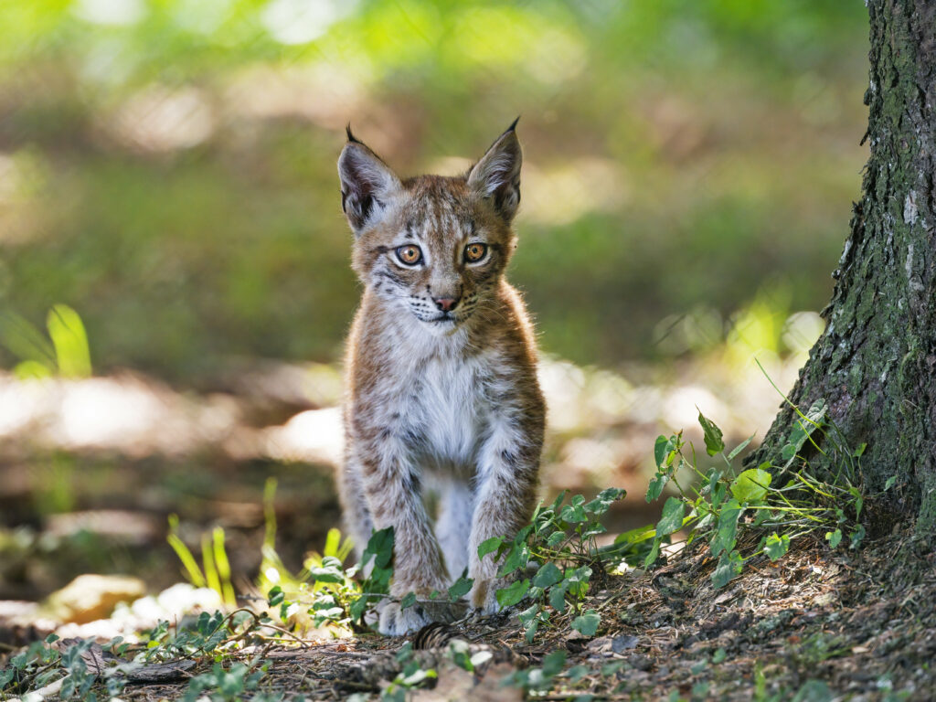 Young Lynx Kitten in Nature: Soft Fur & Wild Beauty Wallpaper