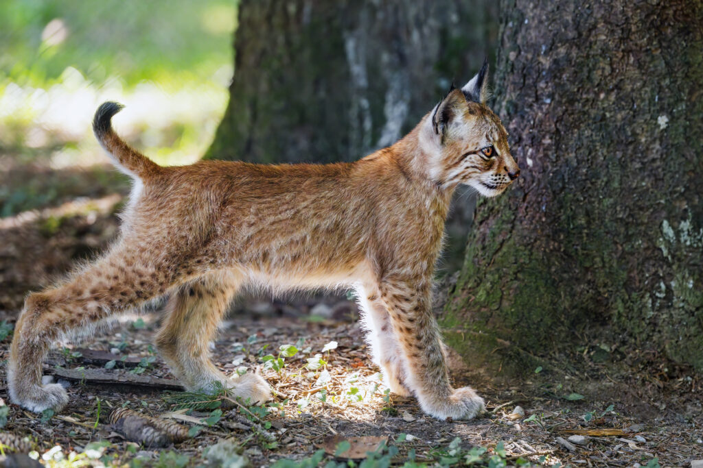 Young Lynx Kitten Exploring Forest in Natural Light - Wildlife Wallpaper