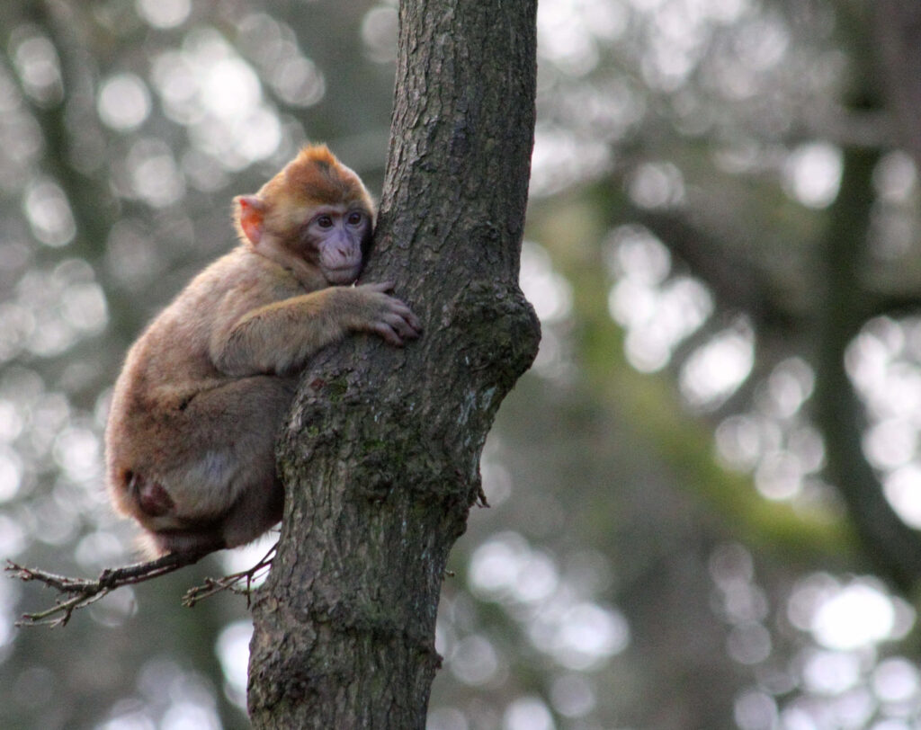 Young Monkey on Tree in Blurred Forest - Tranquil Wallpaper