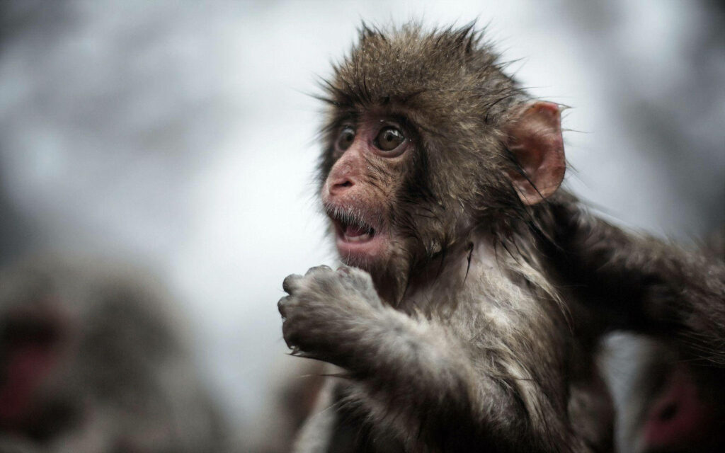 Captivating Young Monkey with Wet Fur: Beautiful Candid Moment Wallpaper