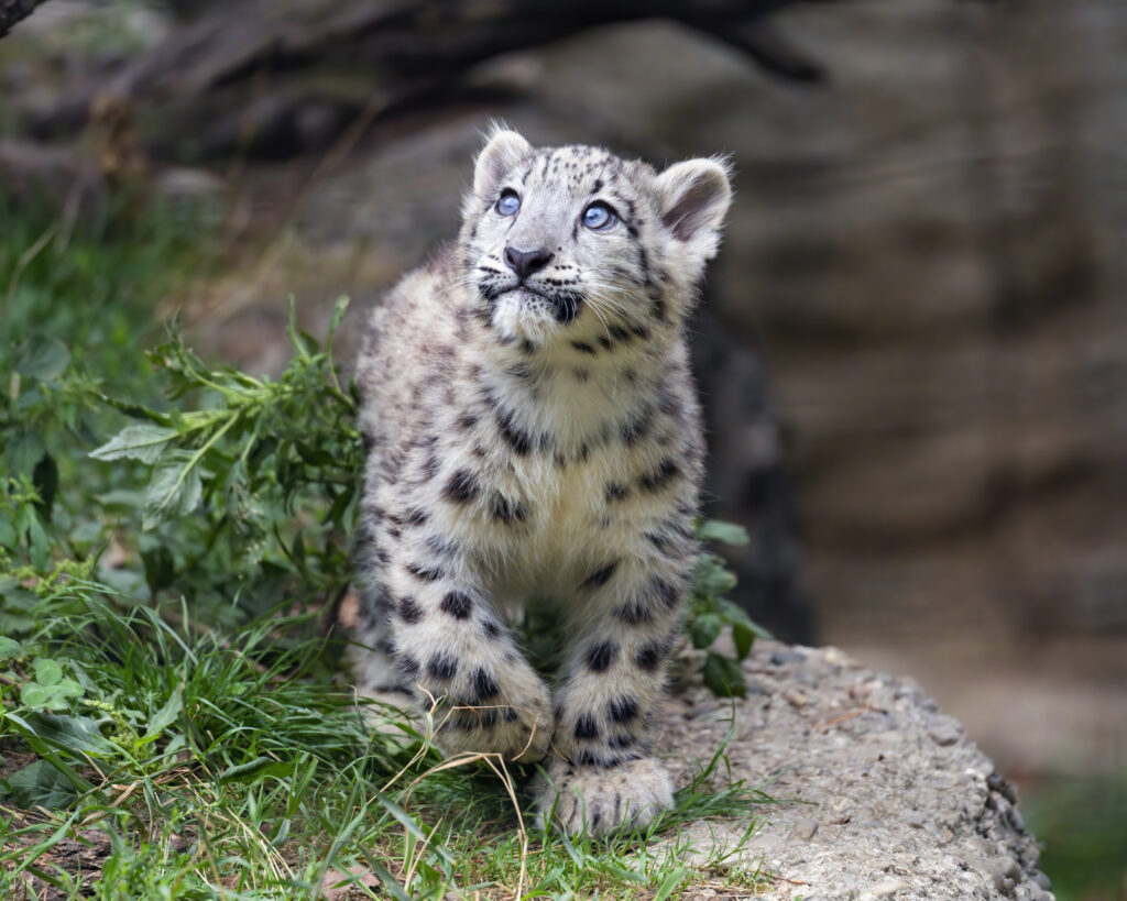 Young Snow Leopard Cub in Lush Mountain Habitat - Wildlife Wallpaper