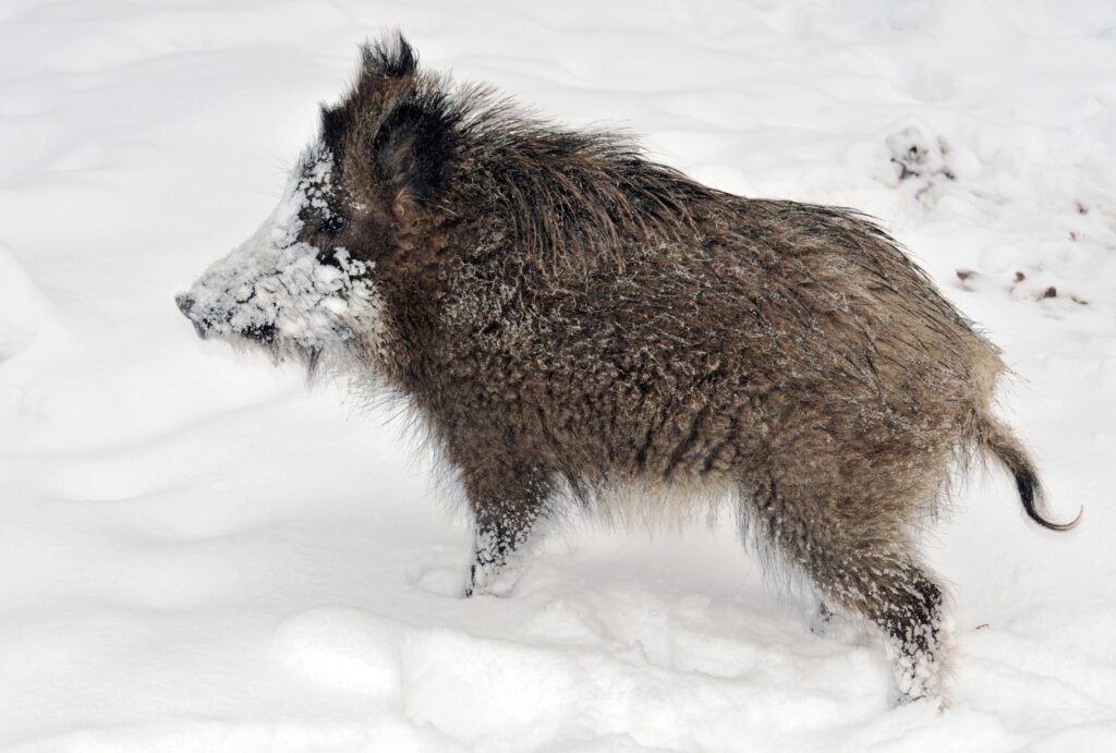 Young Wild Boar in Snowy Forest: Nature's Rugged Winter Beauty Wallpaper