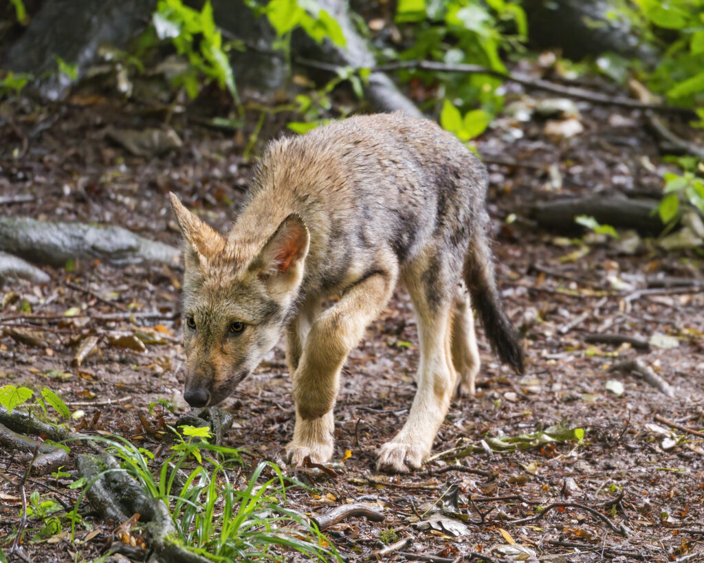 Young Wolf Cub Exploring Lush Green Forest Habitat Wallpaper