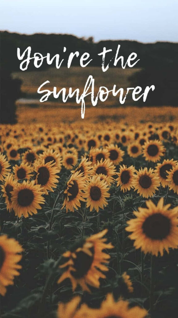 Vibrant Sunflower Field: Heartfelt 'You're the Sunflower' Scene Wallpaper