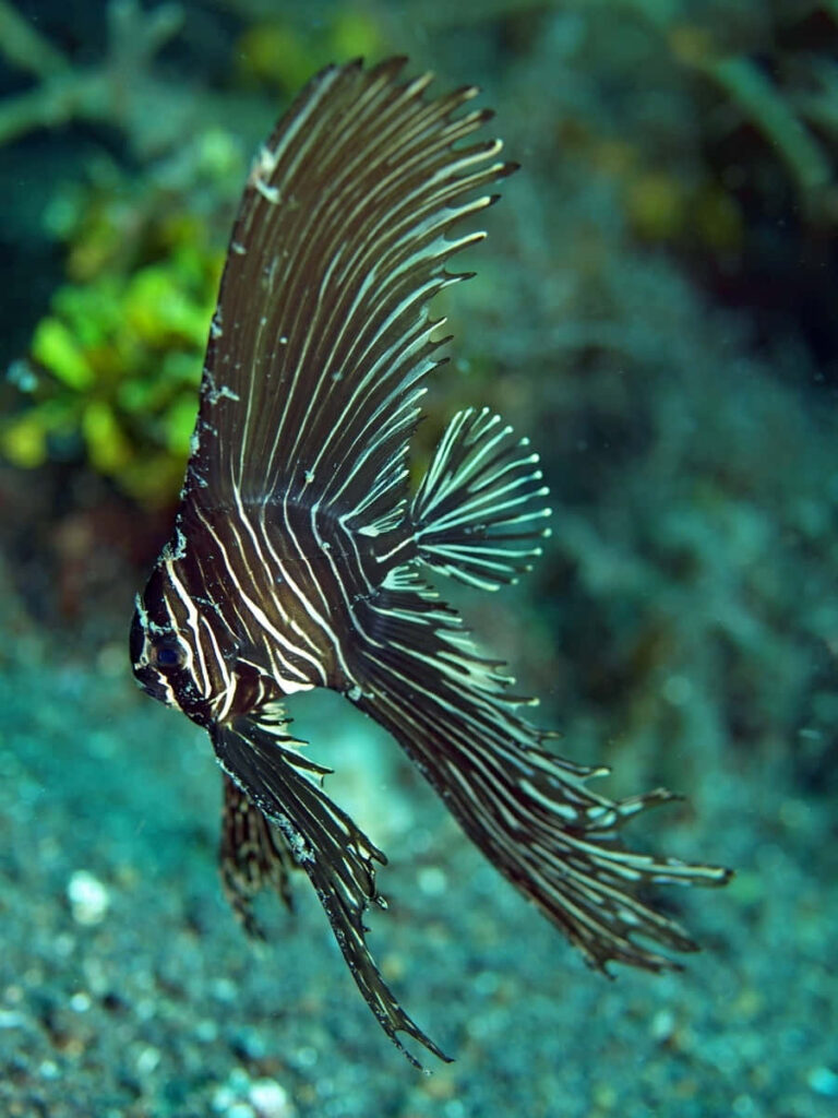 Zebra Batfish swimming over ocean floor showing striped pattern and flowing fins wallpaper