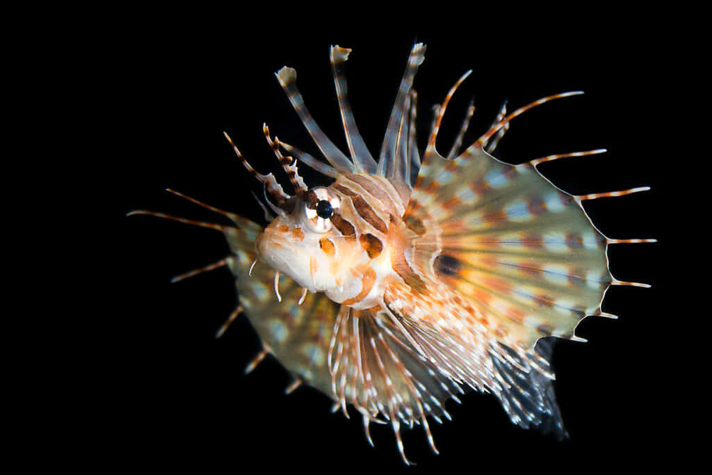 Exotic Zebra Lionfish Wallpaper: Striking Dark Background Image