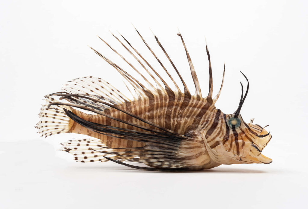 Zebra Lionfish Wallpaper: Striking Stripes & Spiky Fins Design