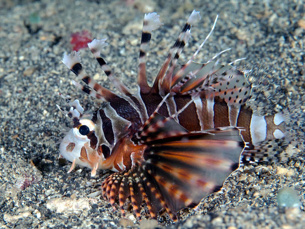 Zebra Lionfish Camouflage: Striking Underwater Background Wallpaper